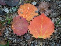 Espenblätter in verschiedenen Rottönungen